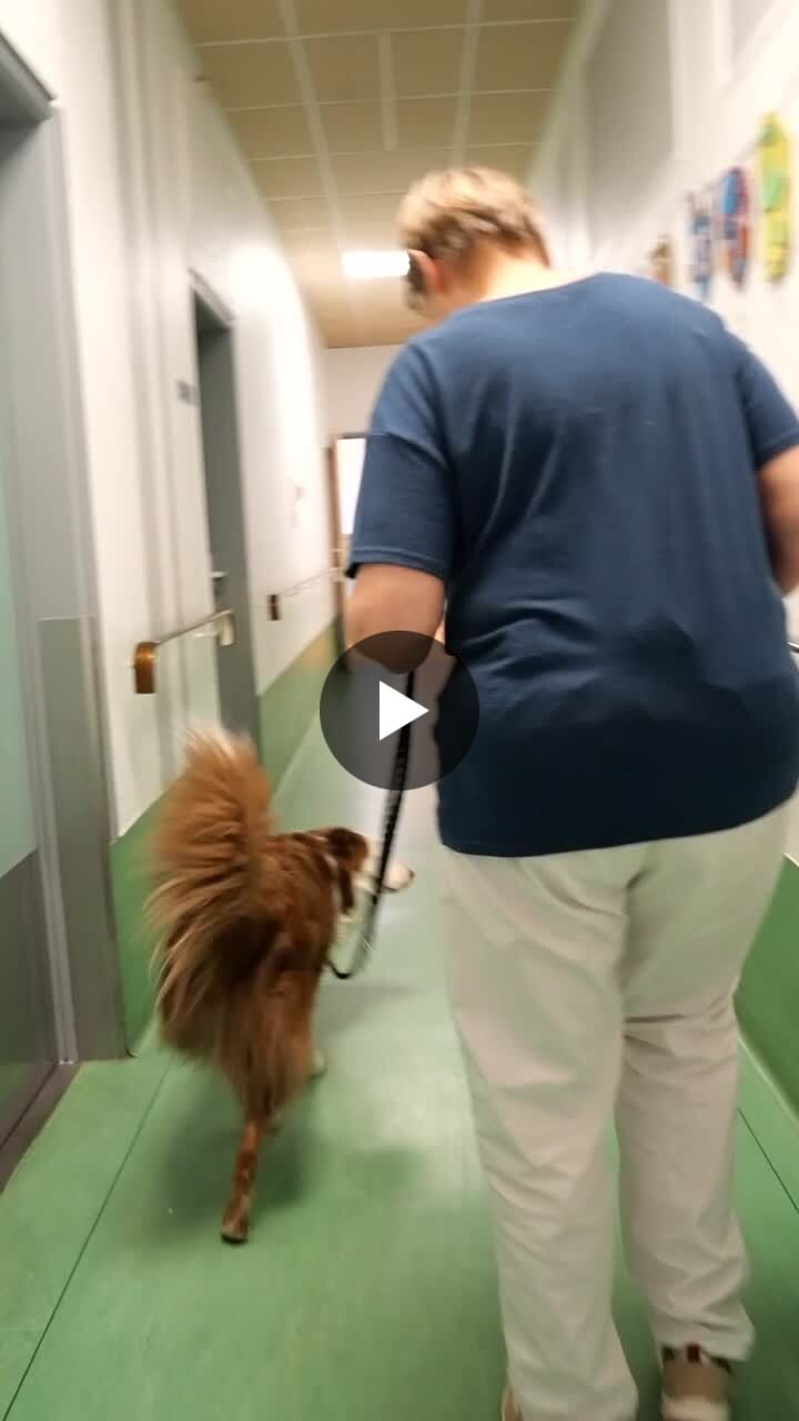 Médiation animale avec un chien à l’EHPAD d’Argonne
